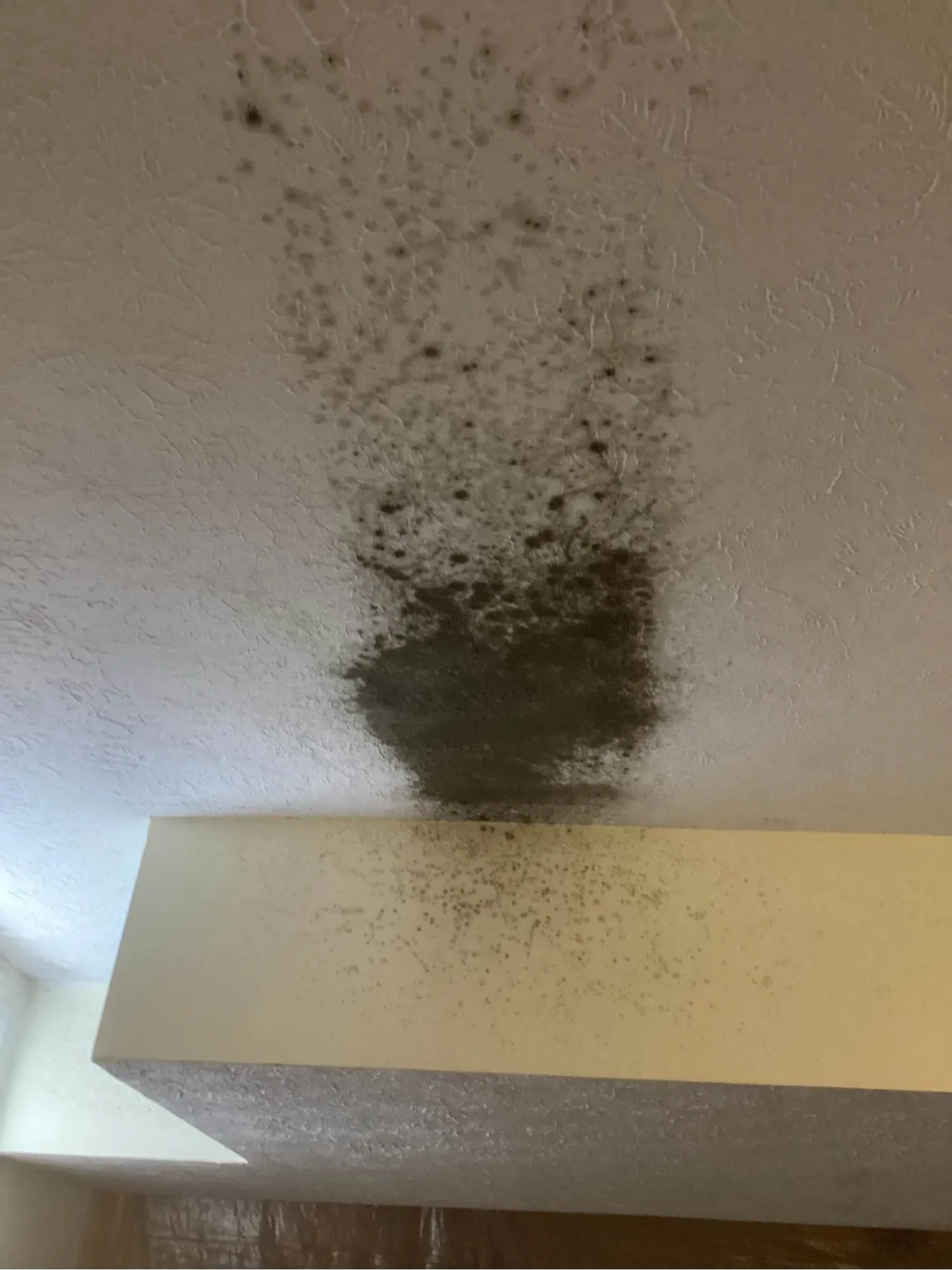 Mold growth spreading across a wall and ceiling corner above a cabinet in a Louisville property