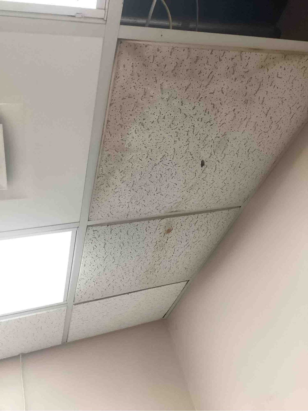 Water staining and mold on a ceiling tile found during a mold inspection in Louisville