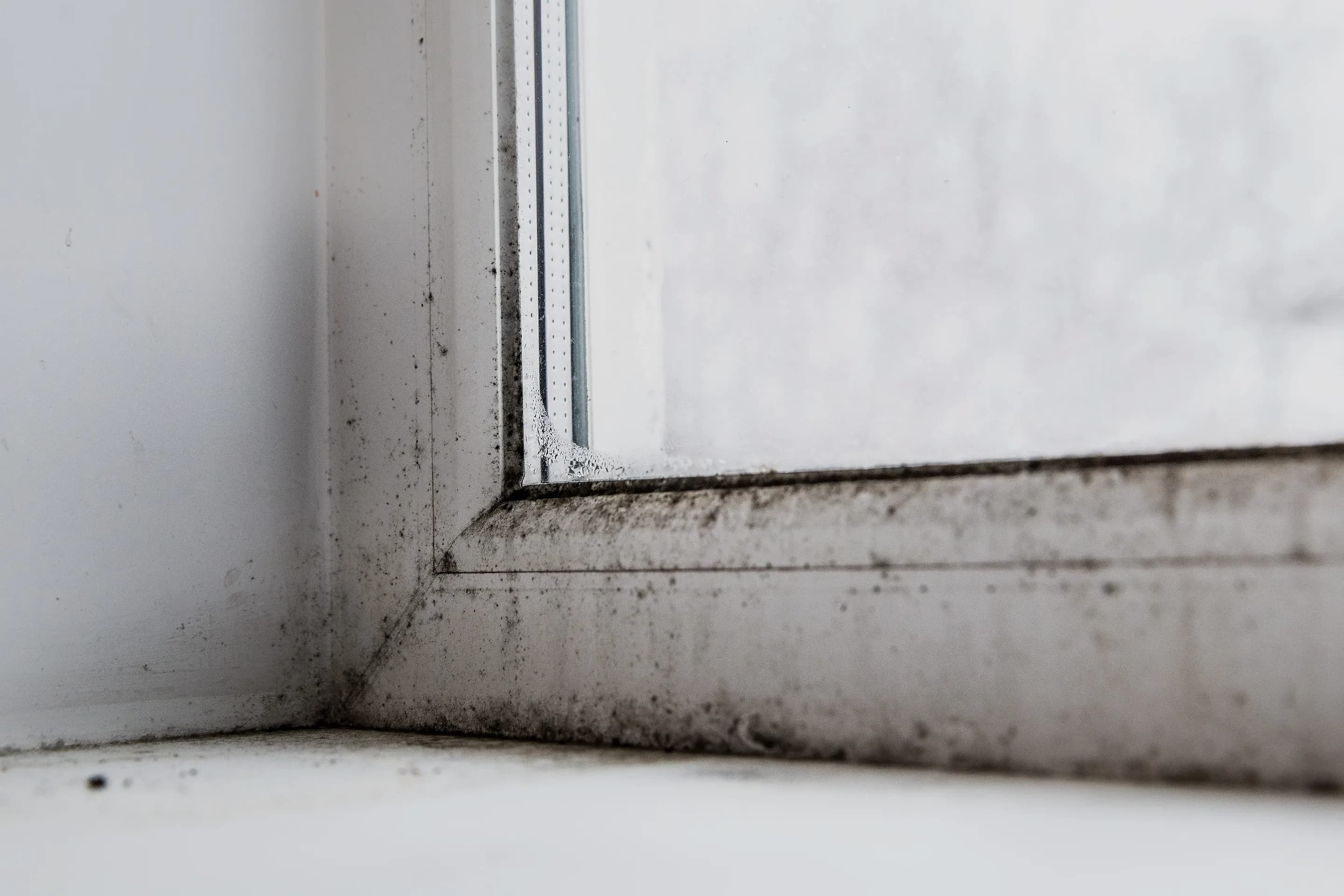 Mold growth along a window sill and frame inside a Louisville home