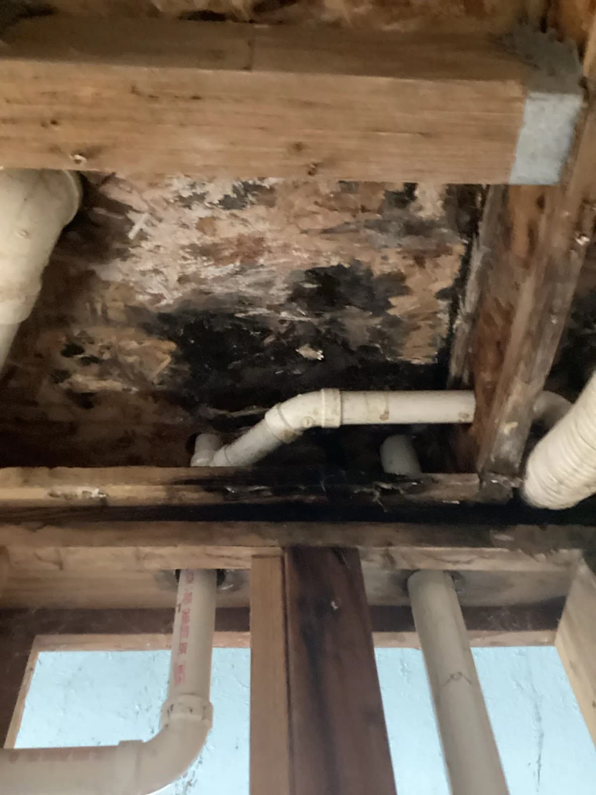 Mold growth spreading across subfloor joists discovered beneath a Louisville home